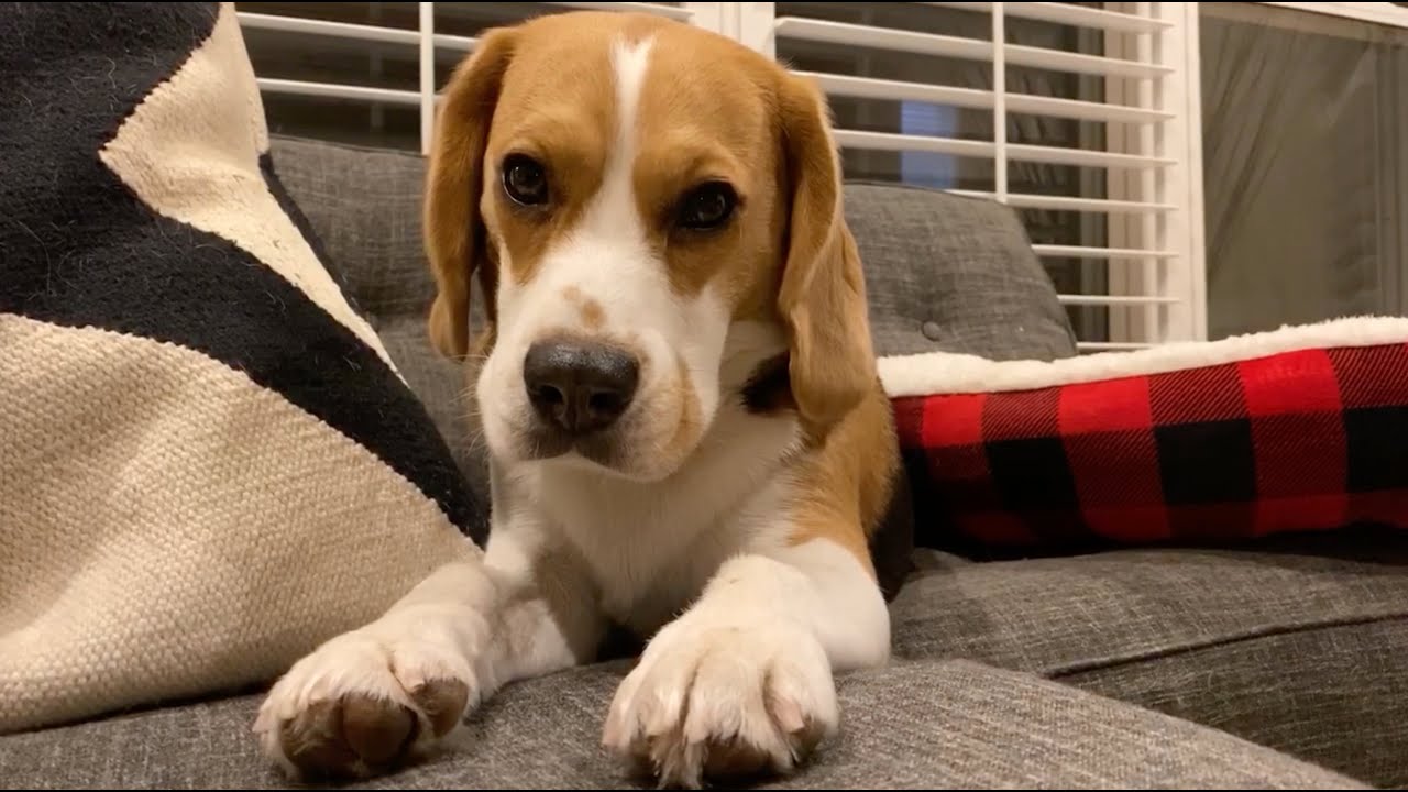 Cute beagle's 12 steps to waking up