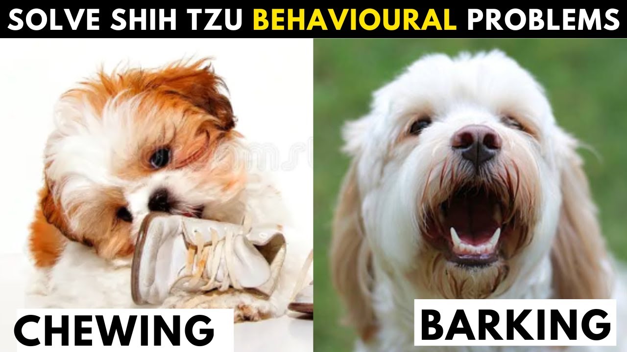 12 Most Common Behavioral Problems in Shih Tzu and How to Solve Them Quickly