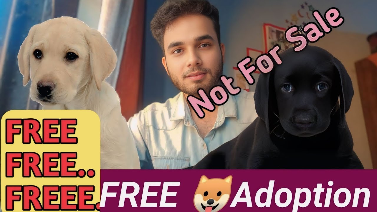 FREE FREE FREE || FREE LABRADOR DOG🤩🤩🤩PUPPY FOR ADOPTION | PETS FOR ADOPTION || FREE DOG ADOPTION