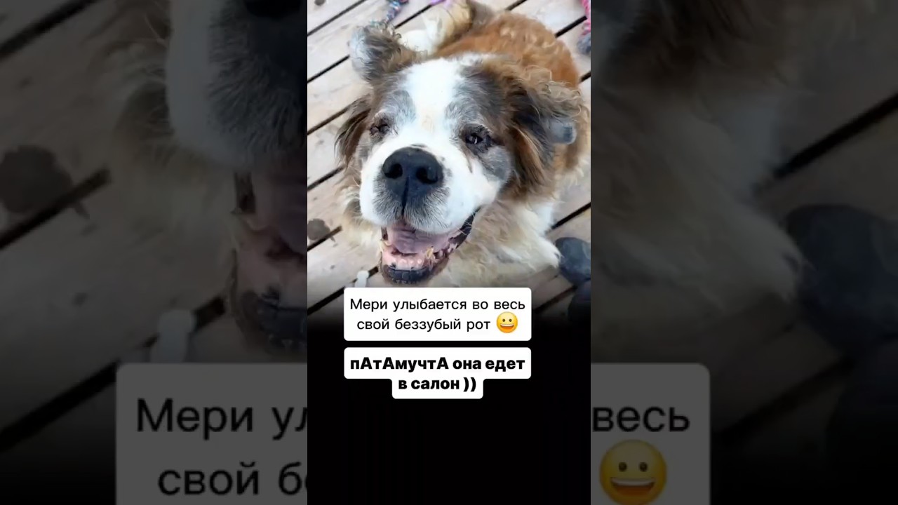 Мери улыбается во весь свой беззубый рот 😀 пАтАмучтА она едет в салон )) #помощьбездомнымживотным