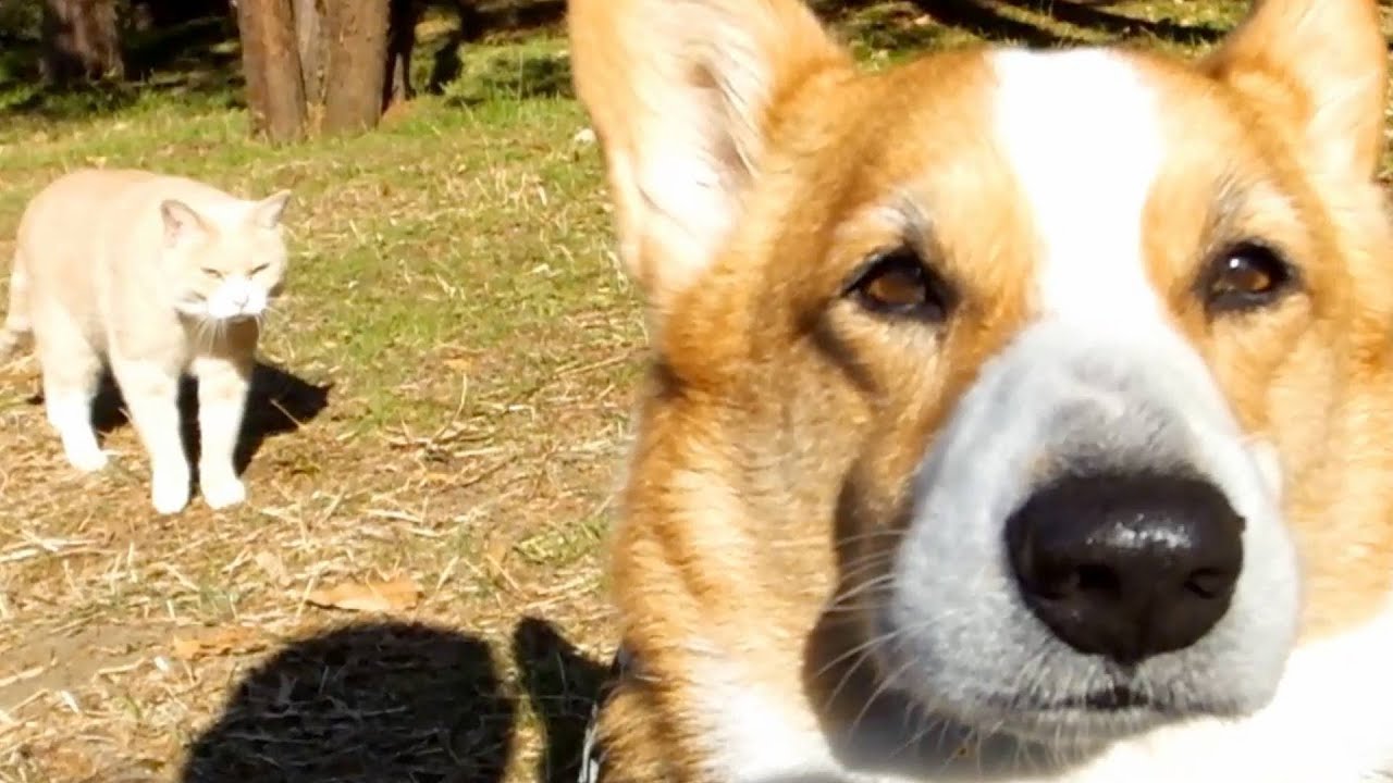Cat & Goro / ゴローさん、うしろ！うしろ！20150109 Goro@Welsh corgi コーギー 猫