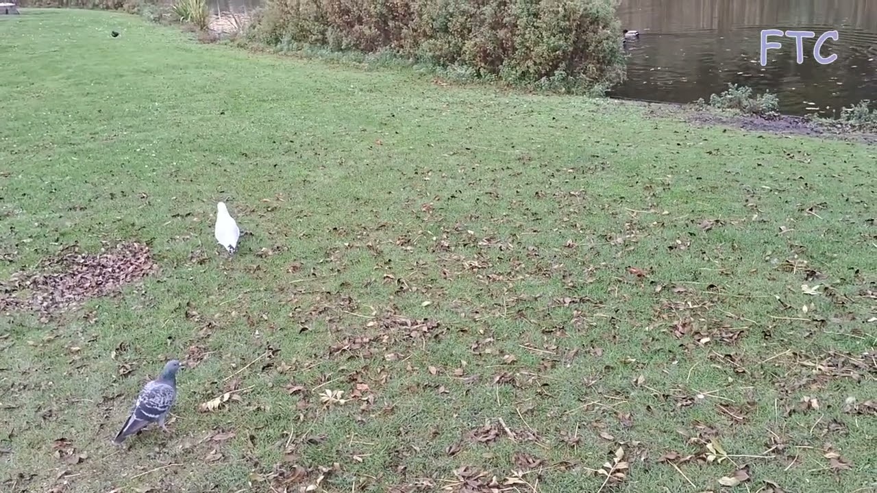 Wild geese and pigeons in Amsterdam