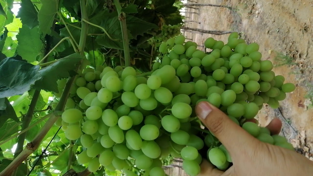 كيف نحصل على أعلي جودة من العنب البناتي والH4