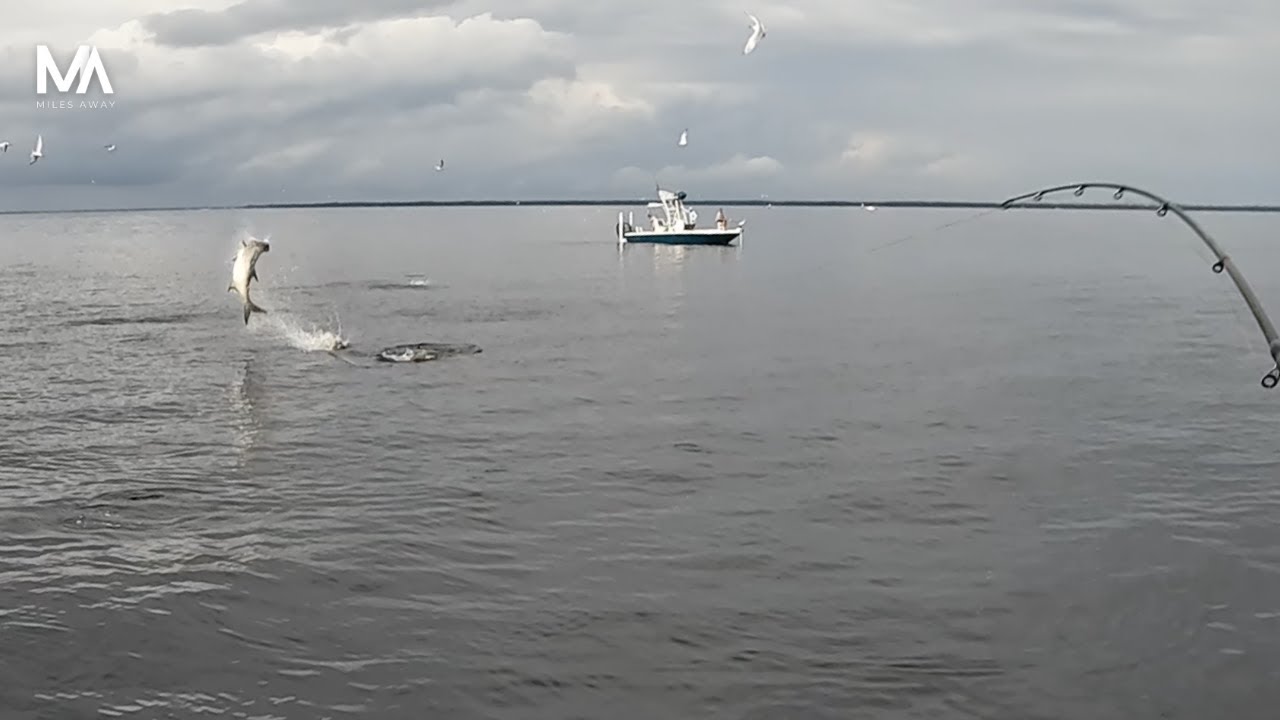 Non-Stop Tarpon Action in Southwest Florida!