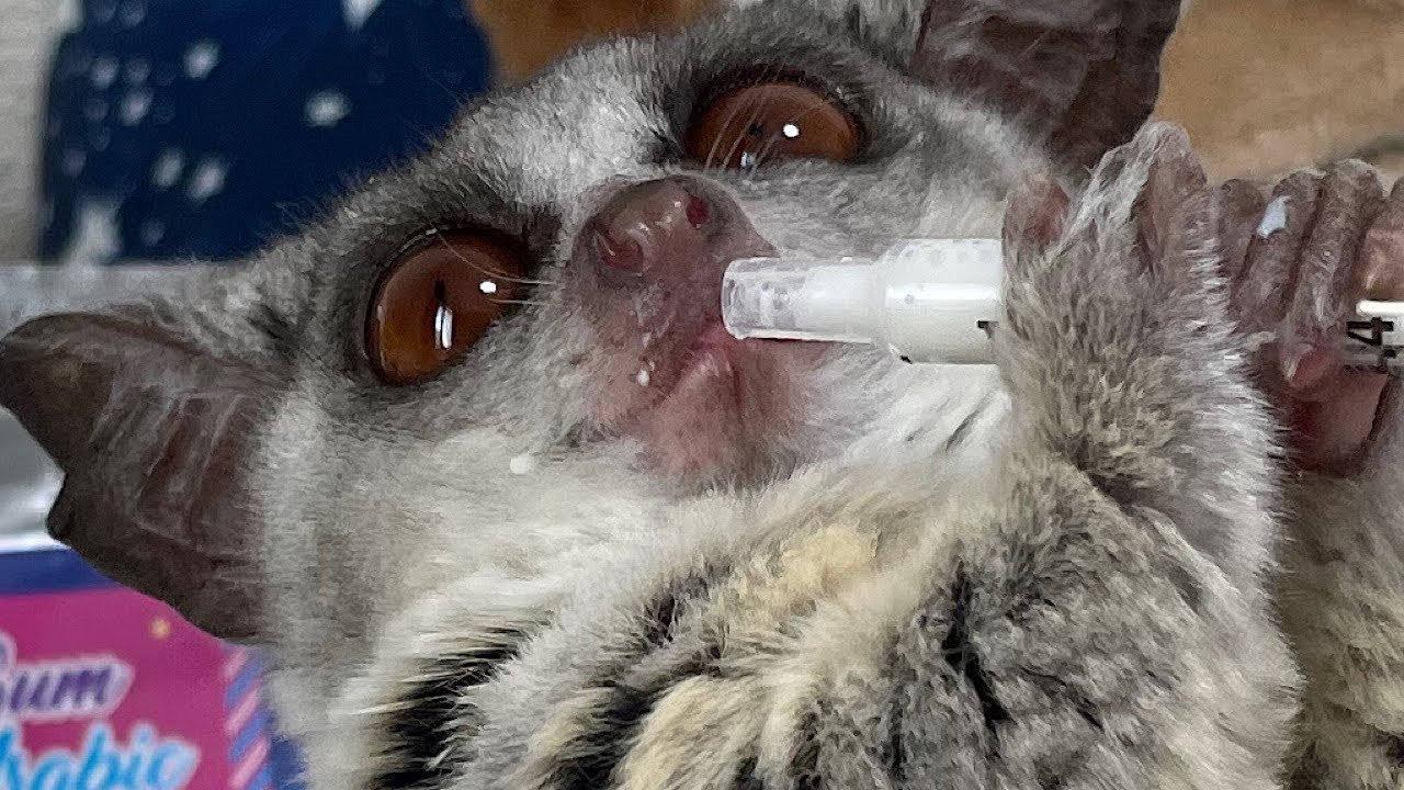 Bushbaby リアム＆イーサ久しぶりにミルクに大喜び