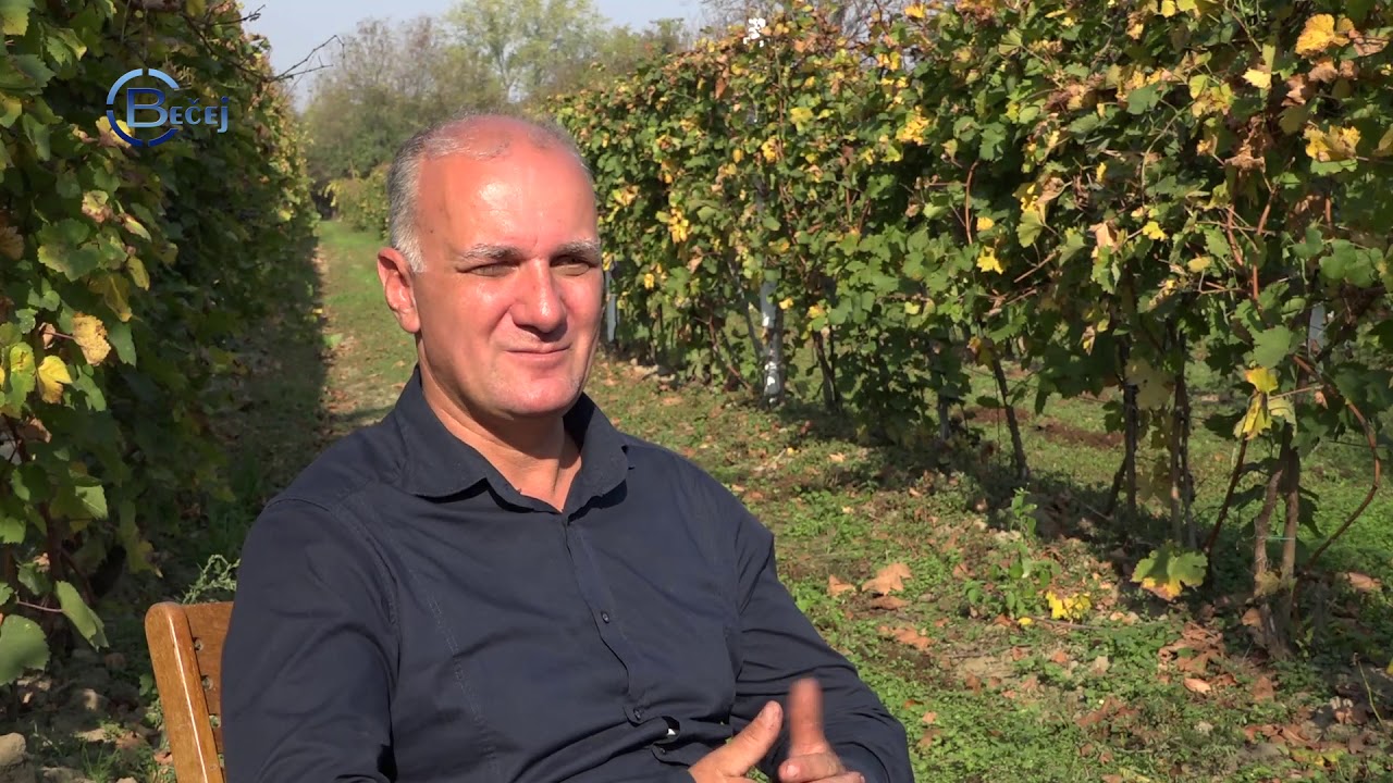 TV BEČEJ: Bečejska „medena duž“ idealna za uzgoj tamjanike