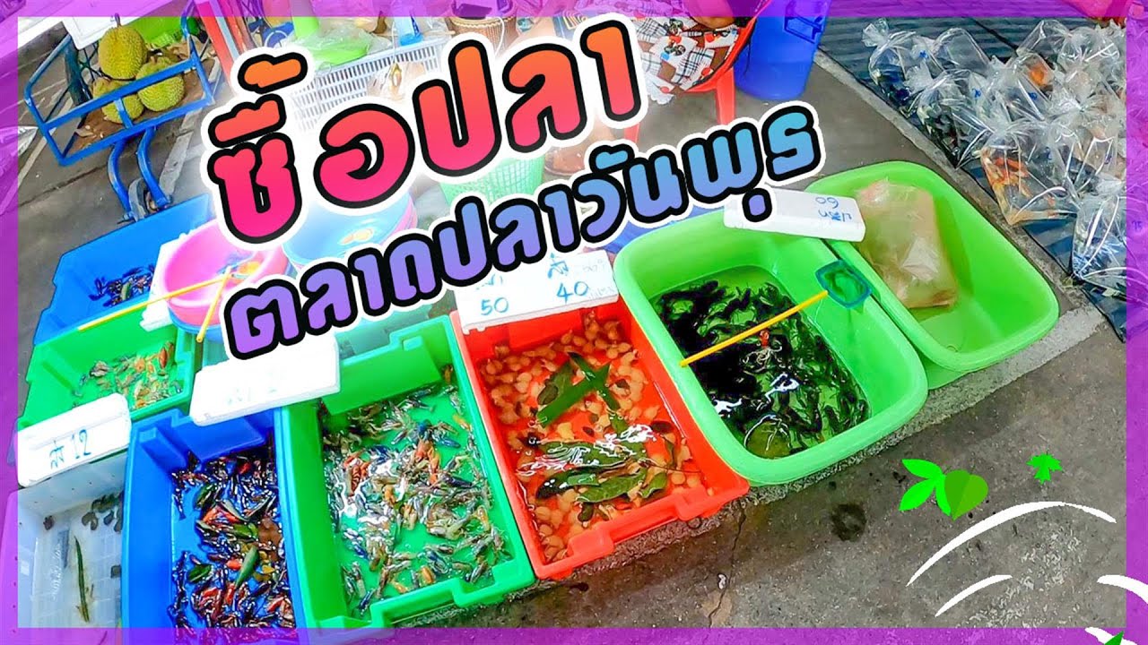 ตลาดลานปลา จตุจักร Fish Market, Chatuchak.