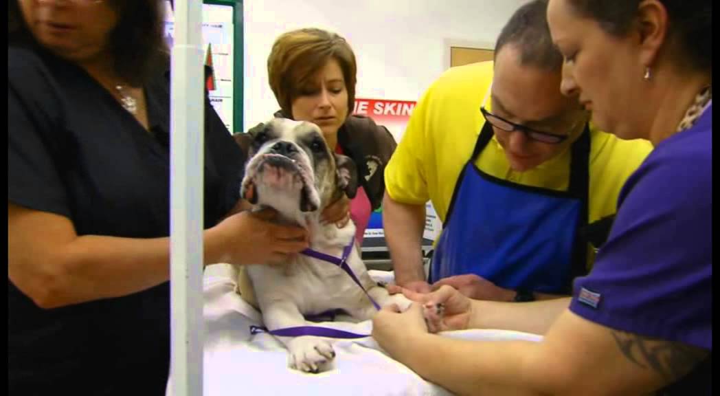 Learn The Science of Skin Pet Therapies Skin Treatments Ozone Iv San Bernard USA
