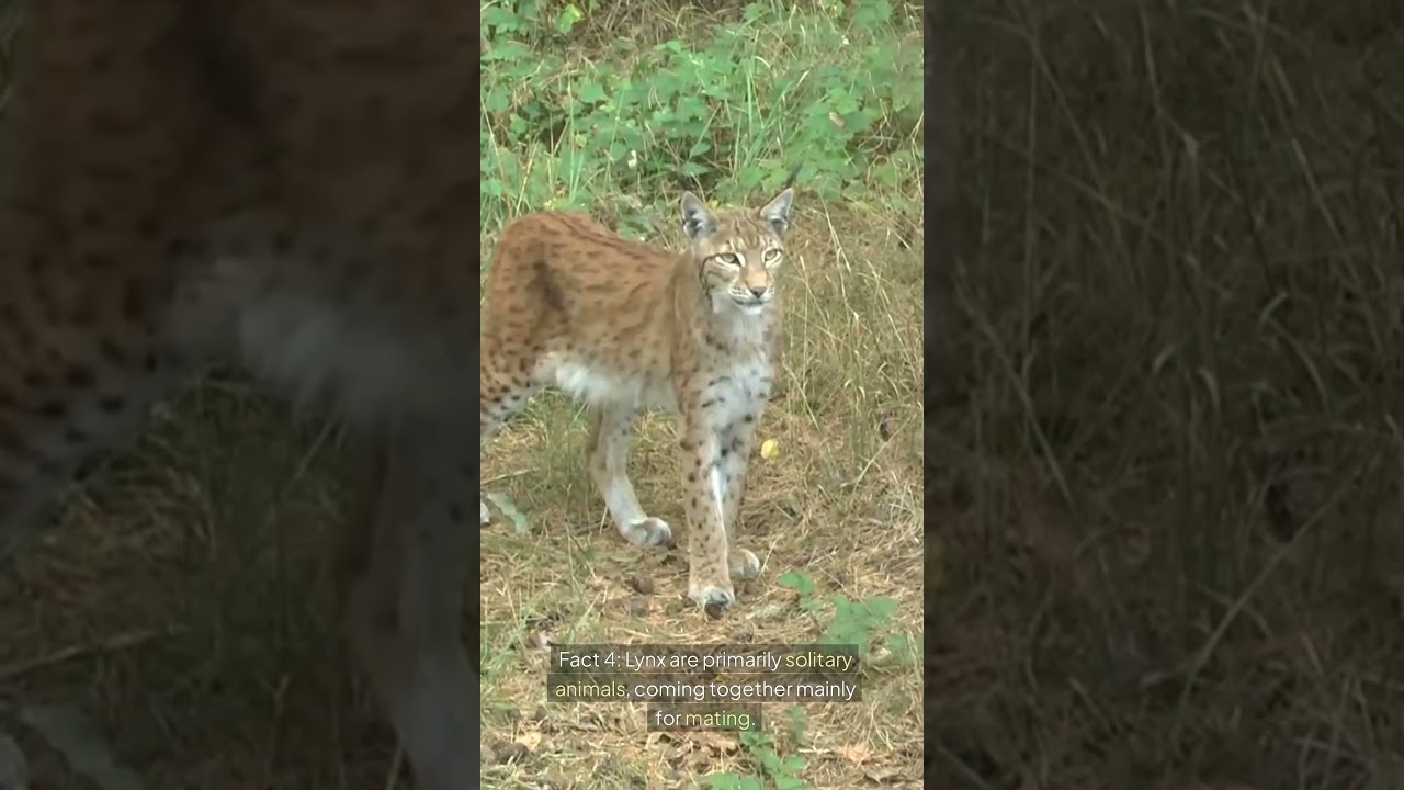 Five Interesting Facts ABout Lynx