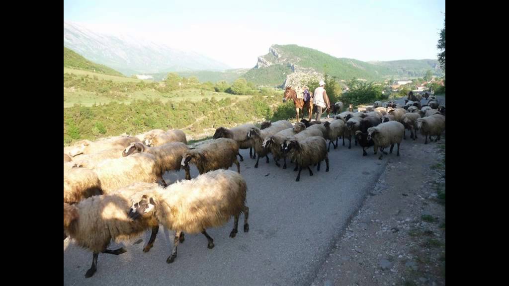 Melodi baritore me fyell , nga jugu