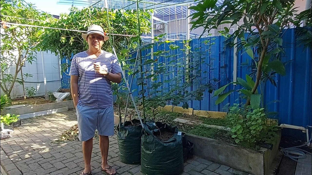 Anggur Import Super Genjah dan Cantik Layak Untuk Koleksi di Kebun Kita Part#1
