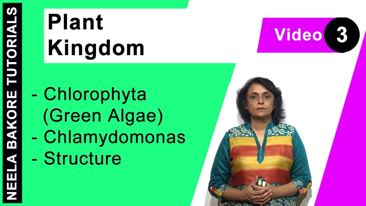 Plant Kingdom | NEET | Chlorophyta Green Algae - Chlamydomonas - Structure | Neela Bakore Tutorials