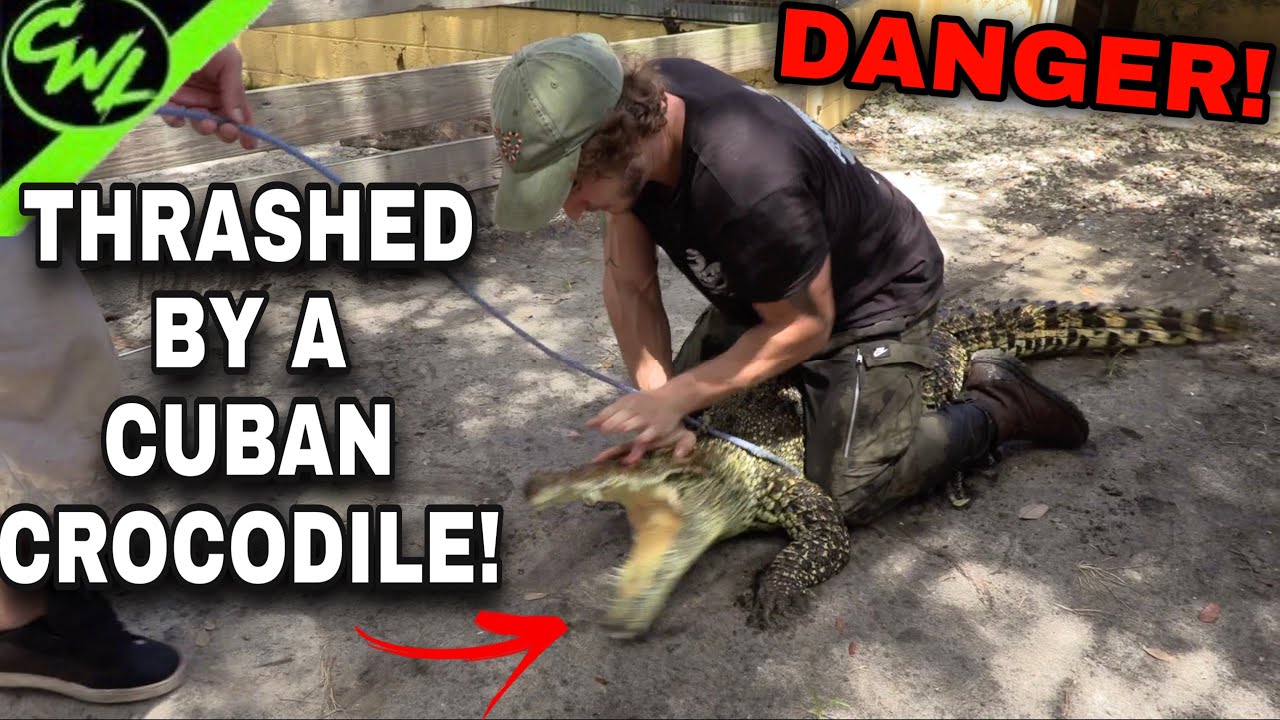 THRASHED BY A CUBAN CROCODILE!!!