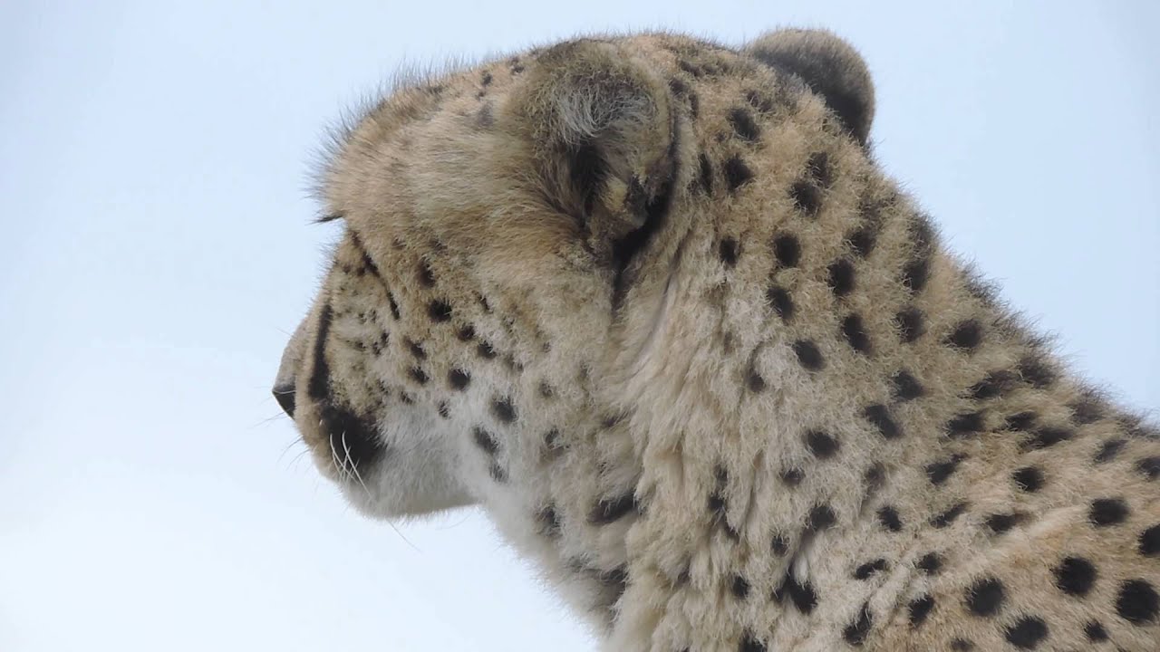 Cheetah Close Up