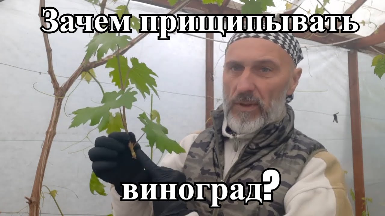 Прищипка побегов винограда: зачем, когда и как правильно делать? 🍇✂️