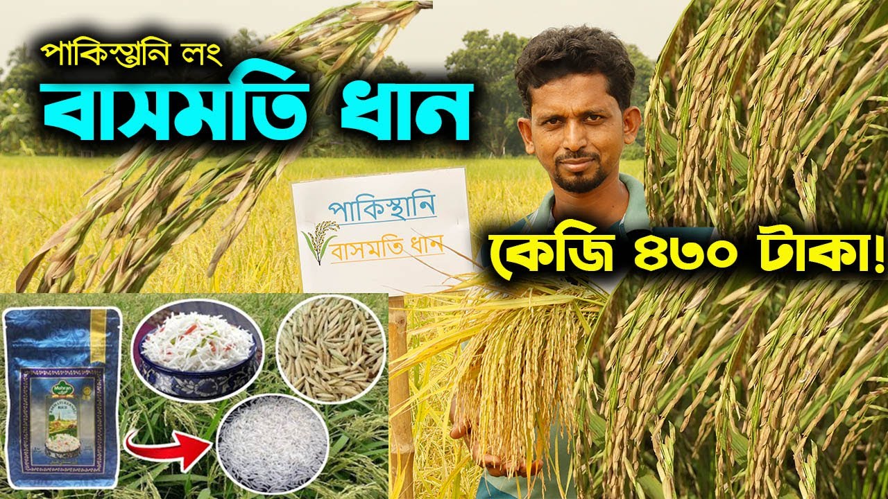 বাসমতি ধান চাষ | পাকিস্তানি লং বাসমতি ধান চাষ নাটোরে | ৪৩০ টাকা কেজি চাউল