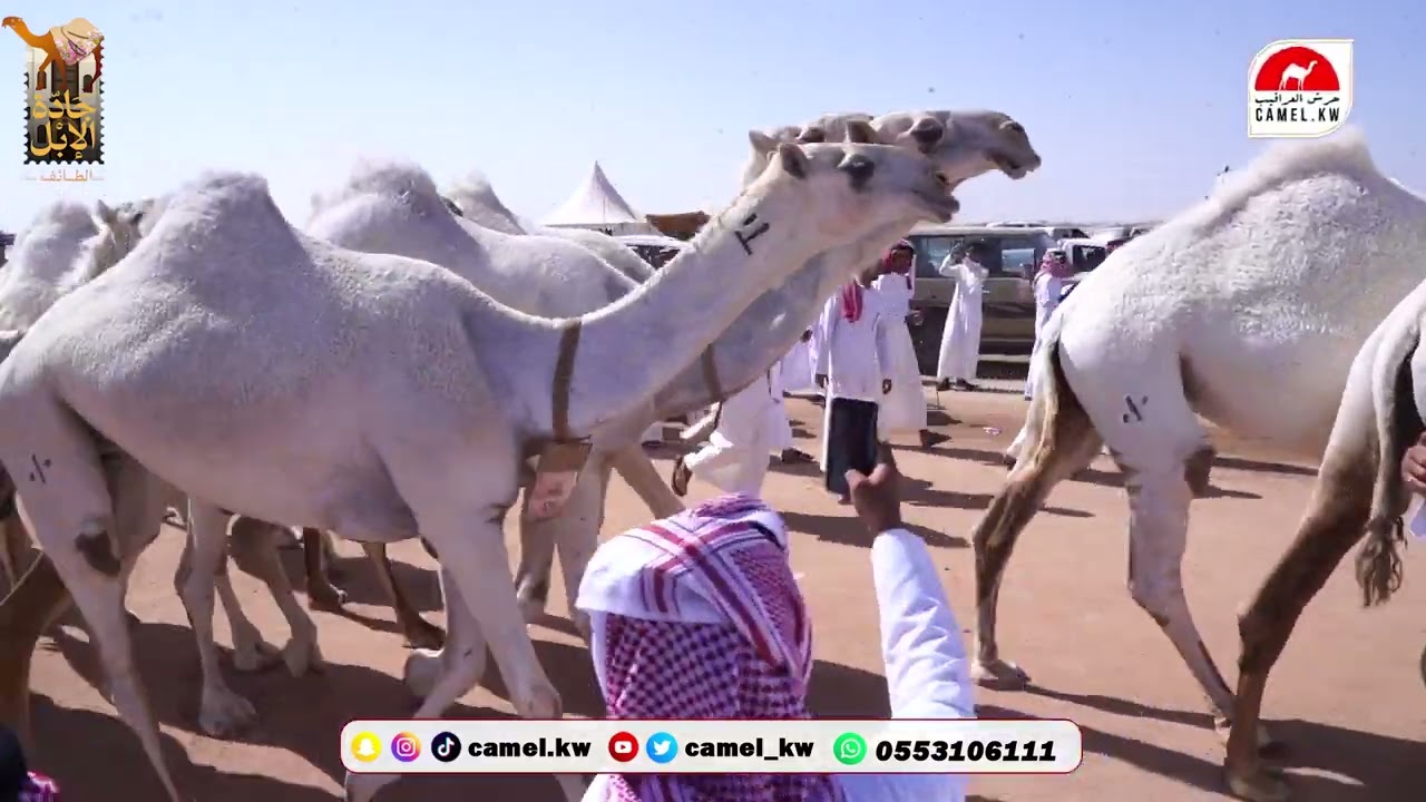 مسيرة منقية / ماشع بن عوض بن هادي الذيابي وأبناءه