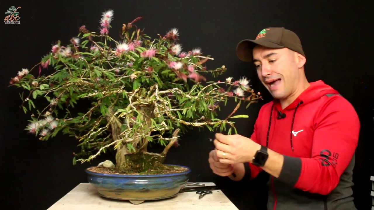 BONSAI DE CALLIANDRA ESPINOSA SOELY EM HOMENAGEM À MINHA MÃE