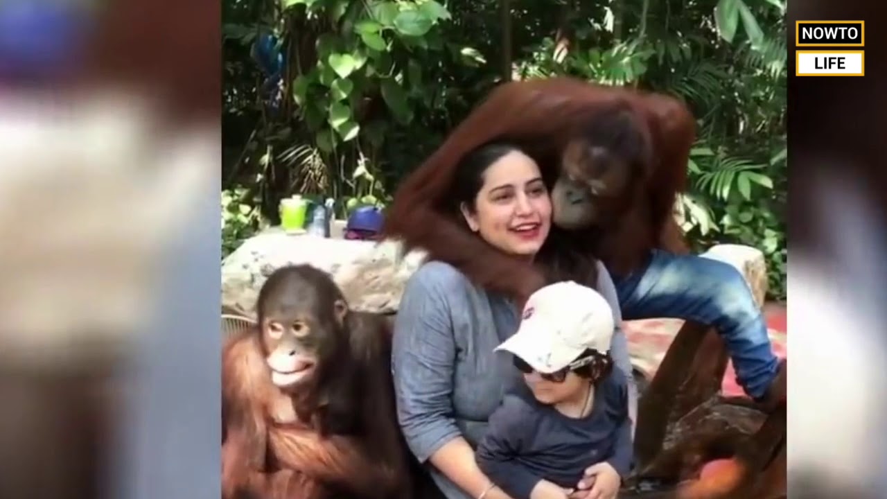 See this viral chimpanzee, who using the Instagram