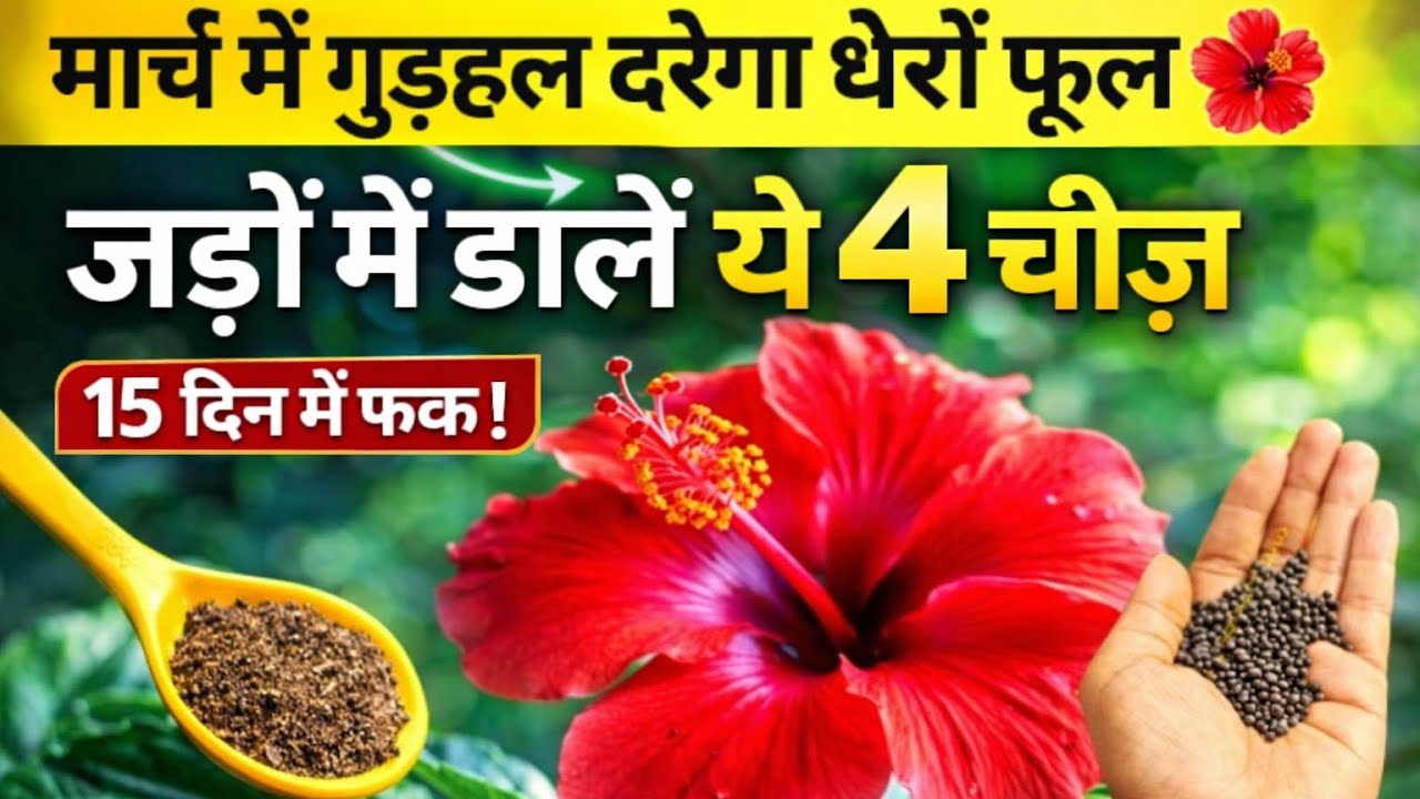 मार्च में गुड़हल के पौधे में ढेरों फूल,कलियां खिलेंगी. गुड़हल की जड़ों में डालें 4 जरूरी पोषक तत्व