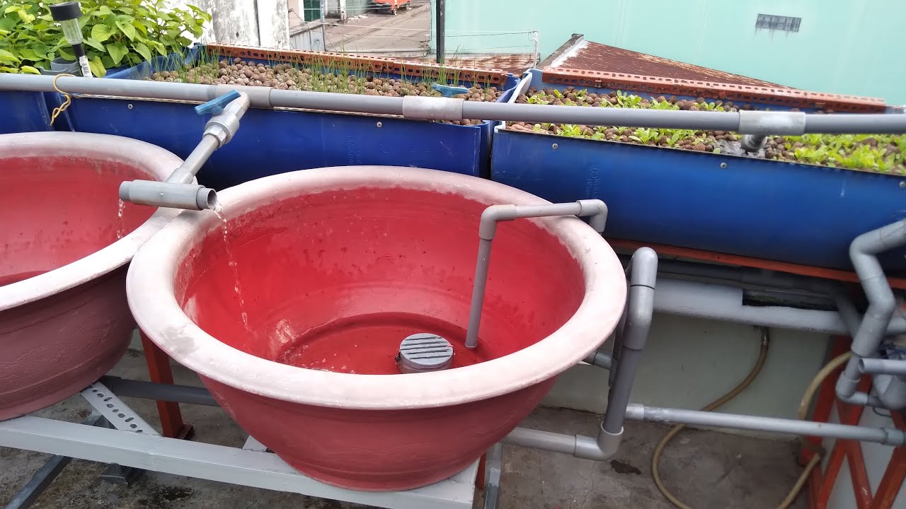 Hướng dẫn làm U siphon cho 1 hay nhiều chậu trồng cây aquaponics hiệu quả và tiết kiệm chi phí.