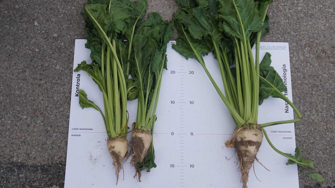 🚜 Na polach GR Szkotowo 🚜 | Buraki cukrowe i rzepak w technologii AGRARIUS 🌱