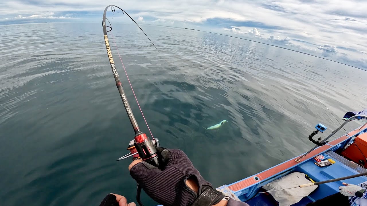 Ditarik Kuat Ikan Predator Babon,, Reel Baru Sampe Panas Menjerit !! Full Strike