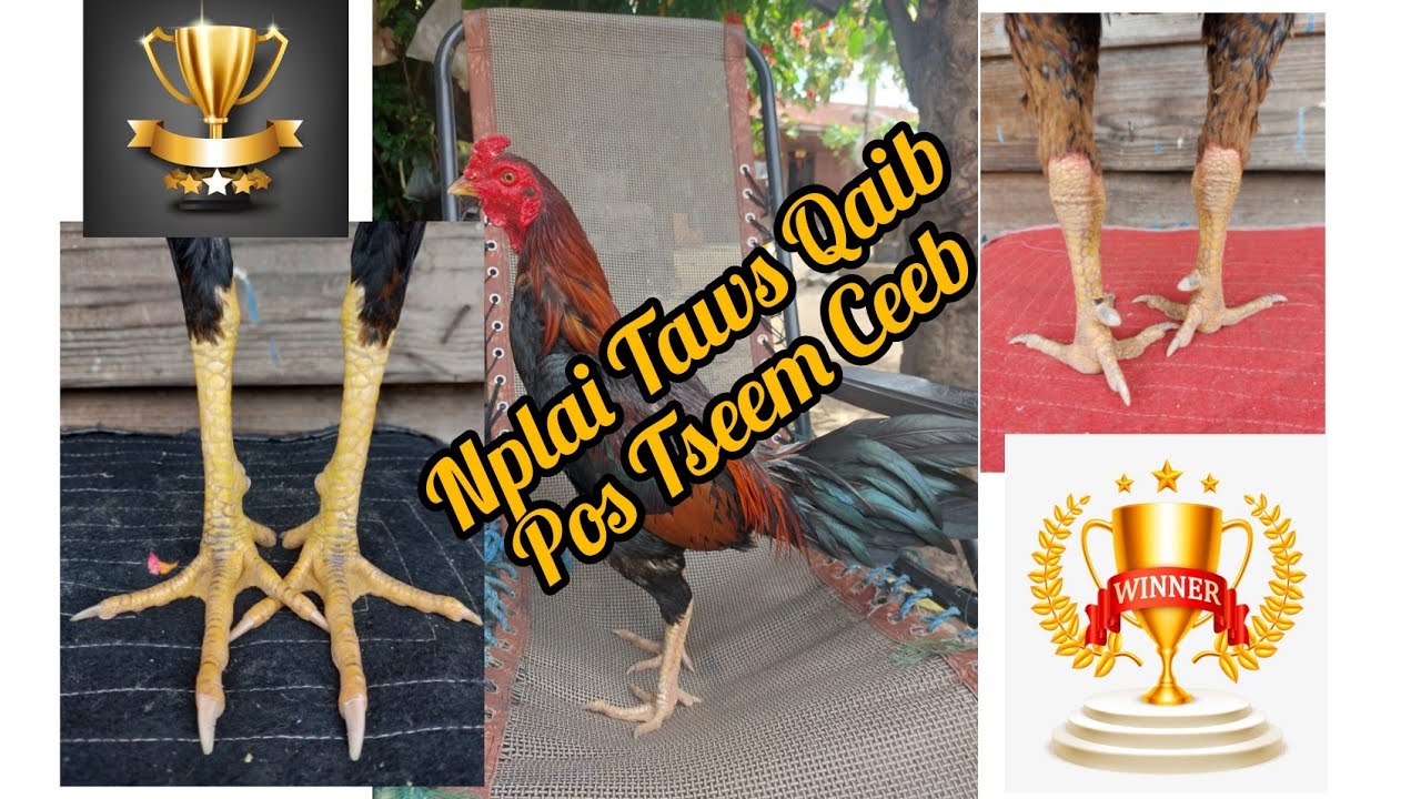 Saib Blai Taw Qaib Sib Ncaw Tseem Ceeb Lo Tsi Tseem Ceeb Saib Daim VDO no Ep 10