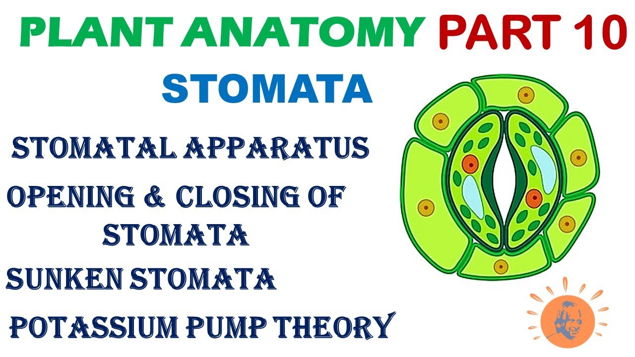 Plant Anatomy 10 | Stomata Structure | Opening of Stomata | Levitt Theory | Potassium Pump Theory