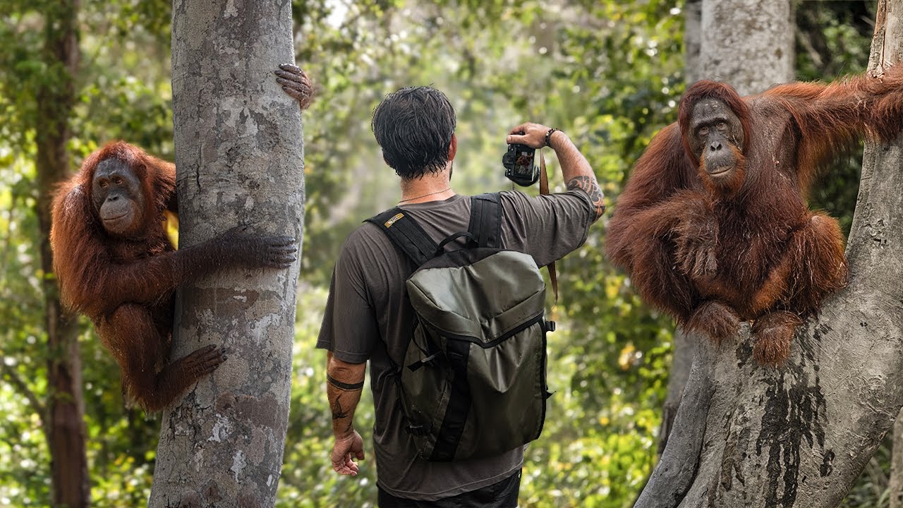 Nyaru Menteng Orangutan Sanctuary | The Great Projects