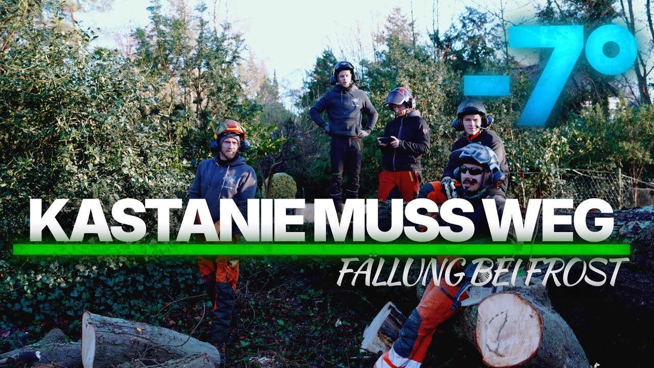 Kastanie fällen bei Frost ❄️ Pilzbefall & -7 °C im Wintereinsatz