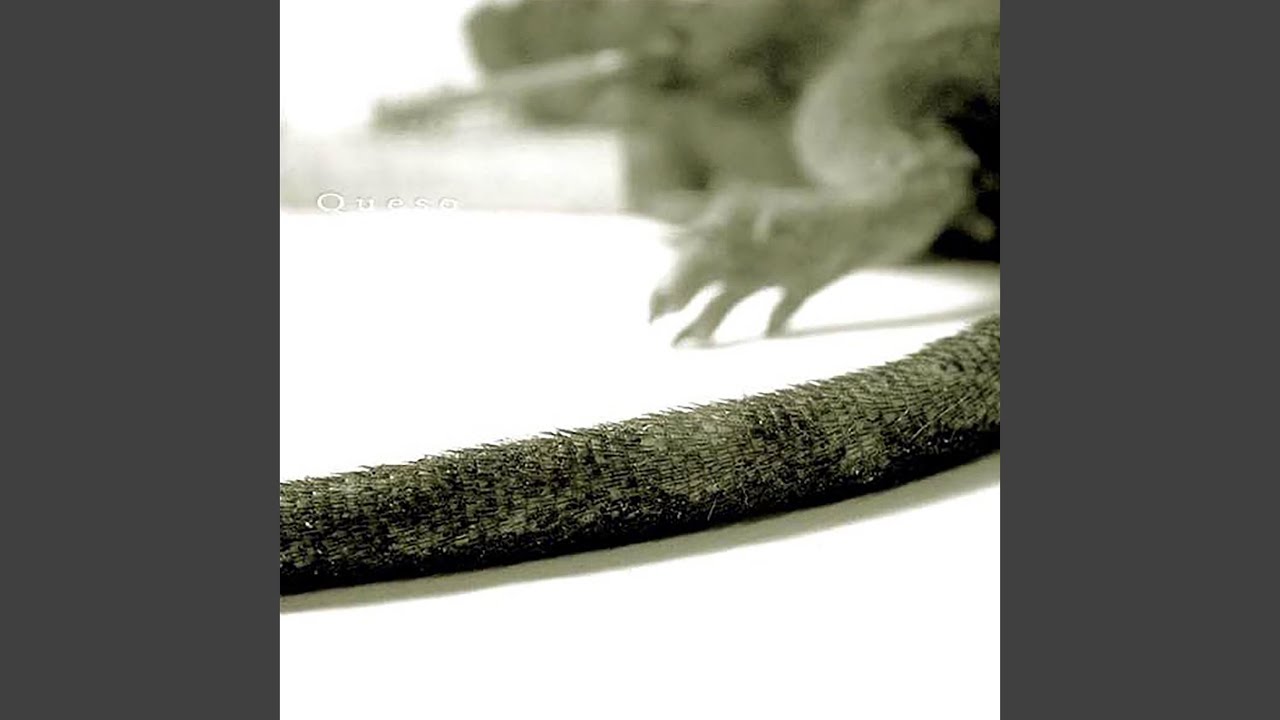 insekta