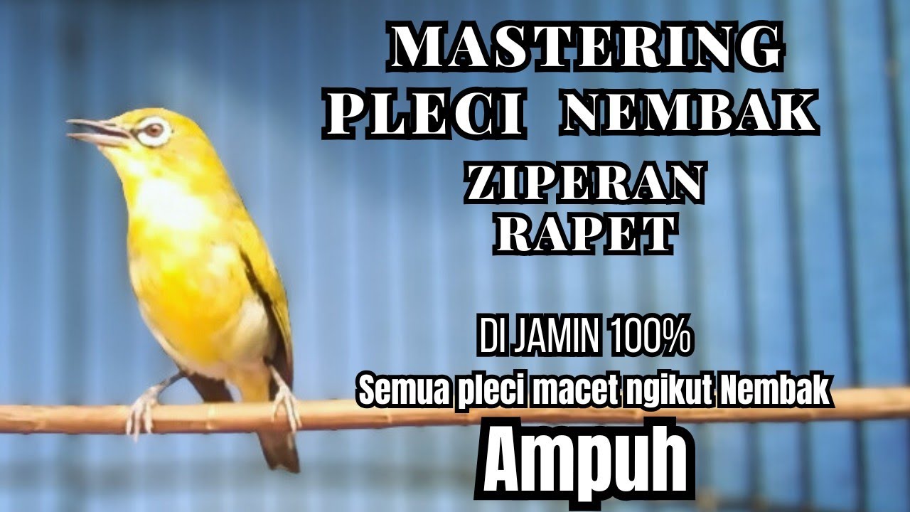PLECI GACOR  Nembak Panjang cocok buat PANCINGAN pleci LESUH jadi ikut BONGKAR !! Auto BUKPAR.