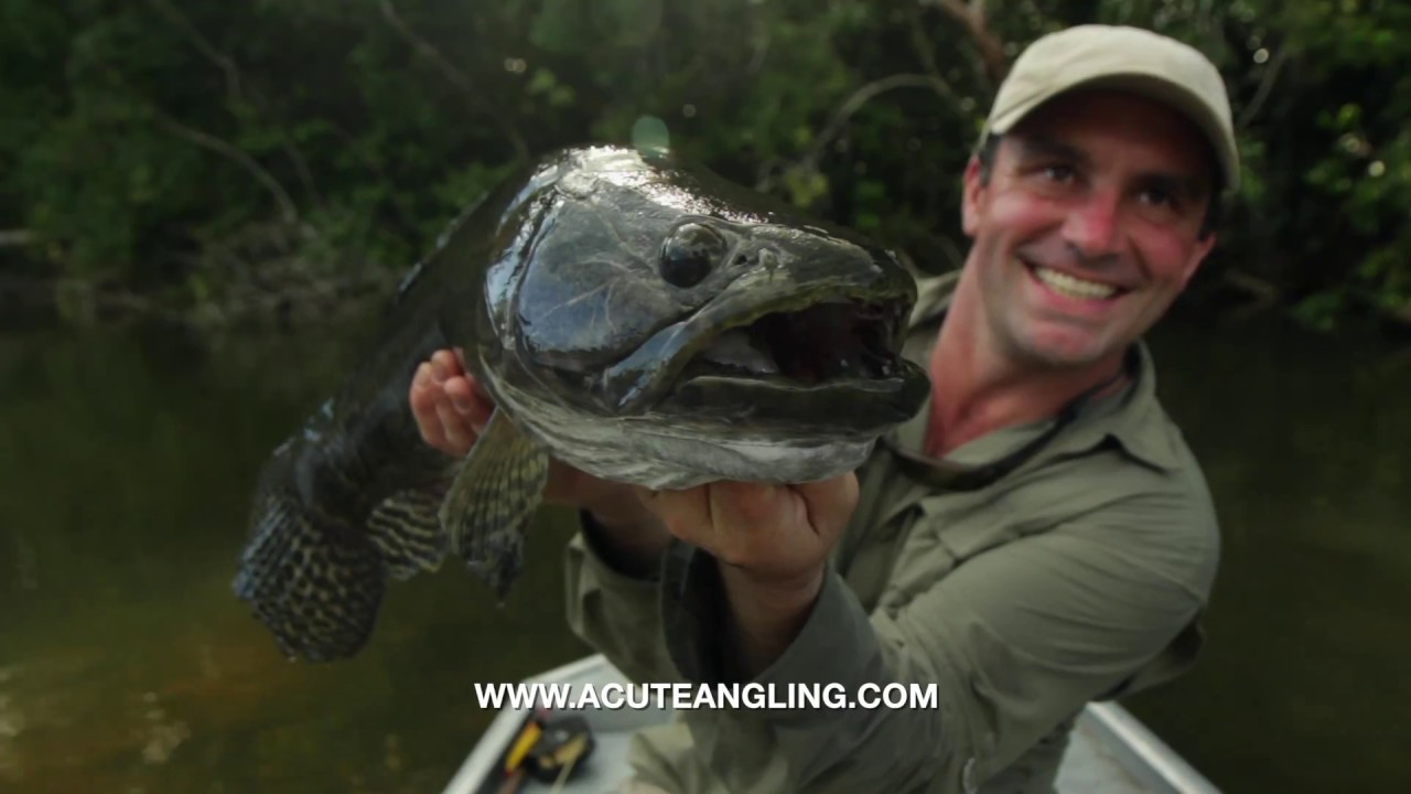 Chasing Monsters - Cyril Chaquest & Acute Angling - The Ultimate in Amazon Fishing