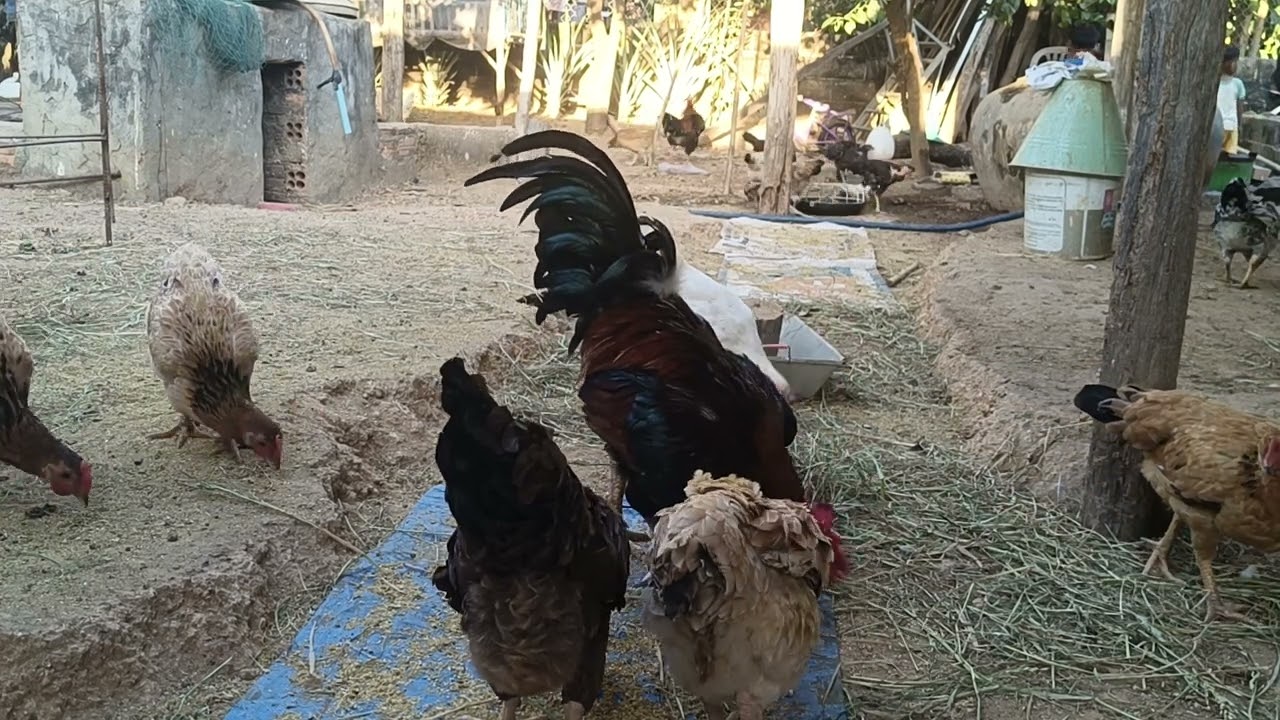 Backyard Farm Feeding Time 🐔🌿