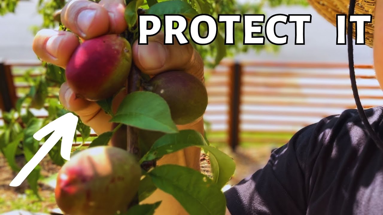 How to protect your fruit tree from pests. (kaolin clay) protect peach, nectarine, plum, apple.