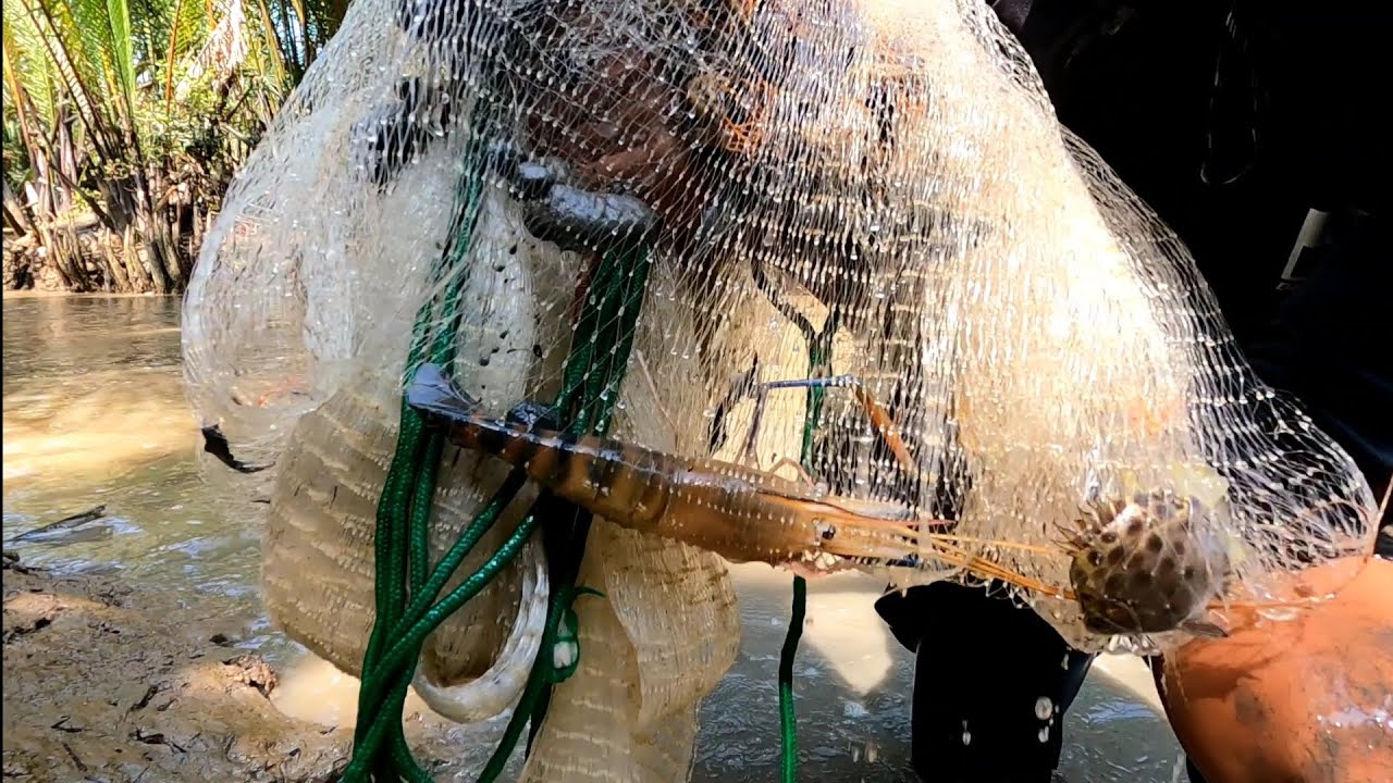 Đi Chài mót Tôm Càng ở điểm cũ | GĐCG #1029