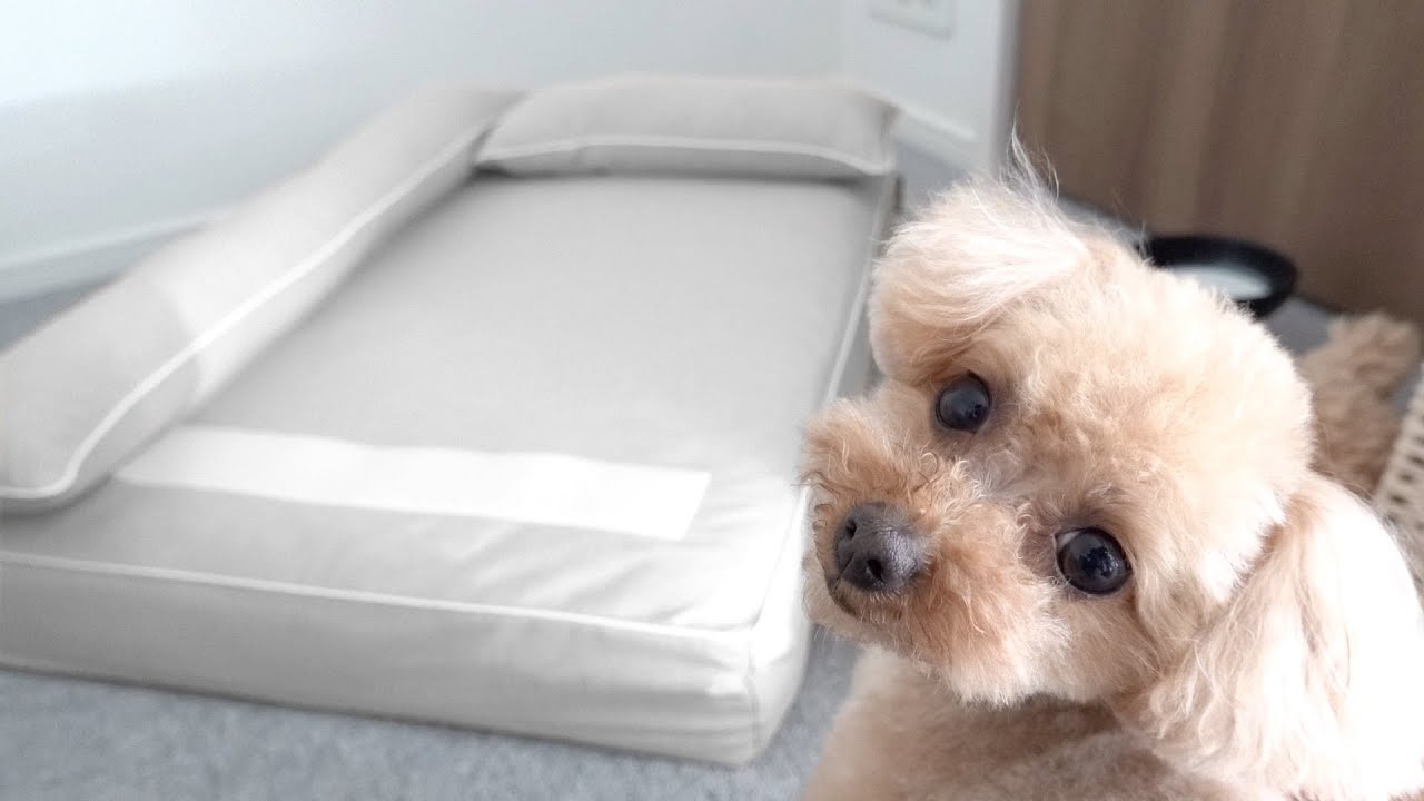 愛犬に高級ベッドをプレゼントしたらまさかの展開に…