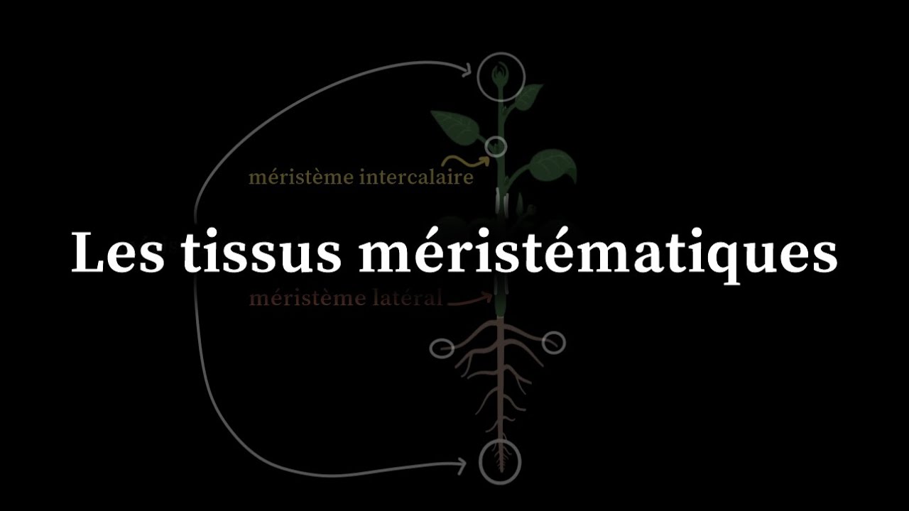 Les tissus méristématiques