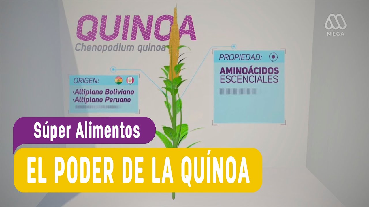 Quínoa, una prevención natural para la anemia y la osteoporosis / #SúperAlimentos