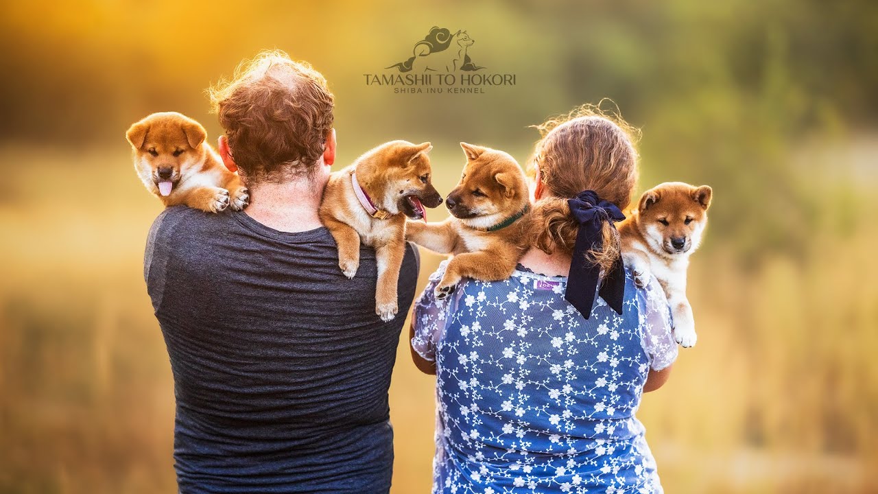 Shiba Inu Puppies | B-litter | Tamashii to Hokori Kennel
