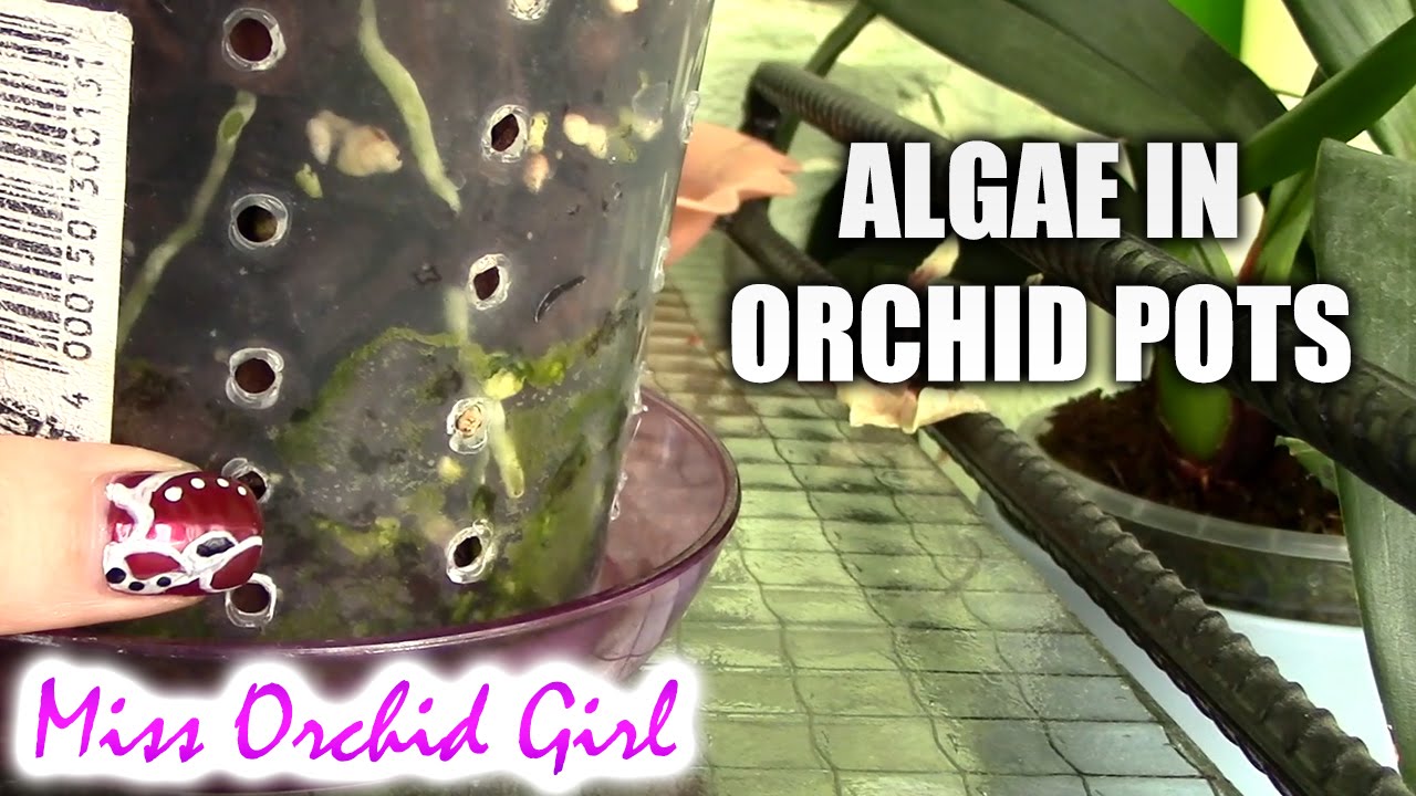 Q&A - Why are algae forming in my orchid's pot?