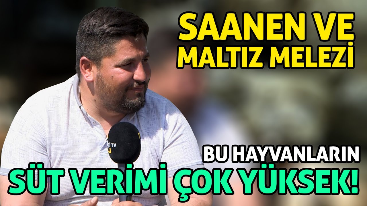 Saanen Maltız Melezi / Bu Hayvanların Süt Verimi Çok Yüksek!