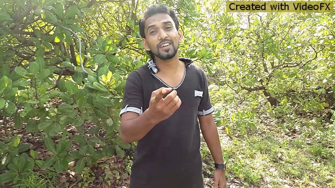 NAADUVITTODALLE SODHAREE....5 MINUTES MY MOBILE VIDEO