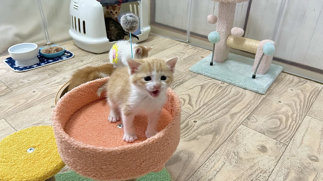 ねこたま保育園に入園　徐々に馴染んでいく姿が微笑ましい 生後28日【ミドくん日記#20】Kitten entering Nekotama Nursery School.