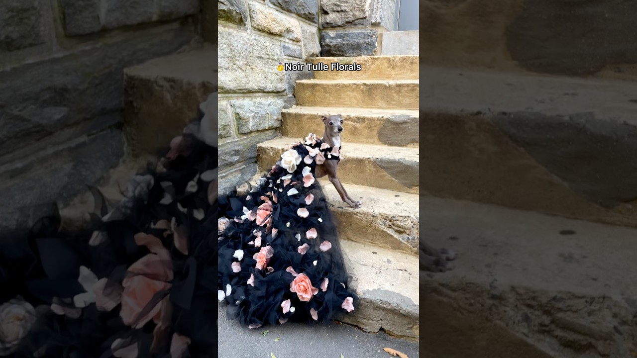 My Dog&rsquo;s Fashion Week Outfits: Ranked!