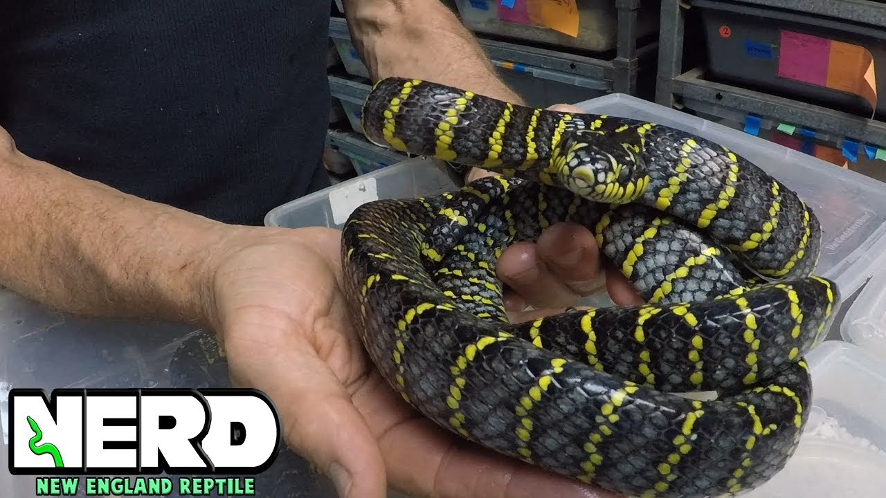 BIG CLUTCH - BLUE MANGROVE SNAKES! CHECK THEM OUT!