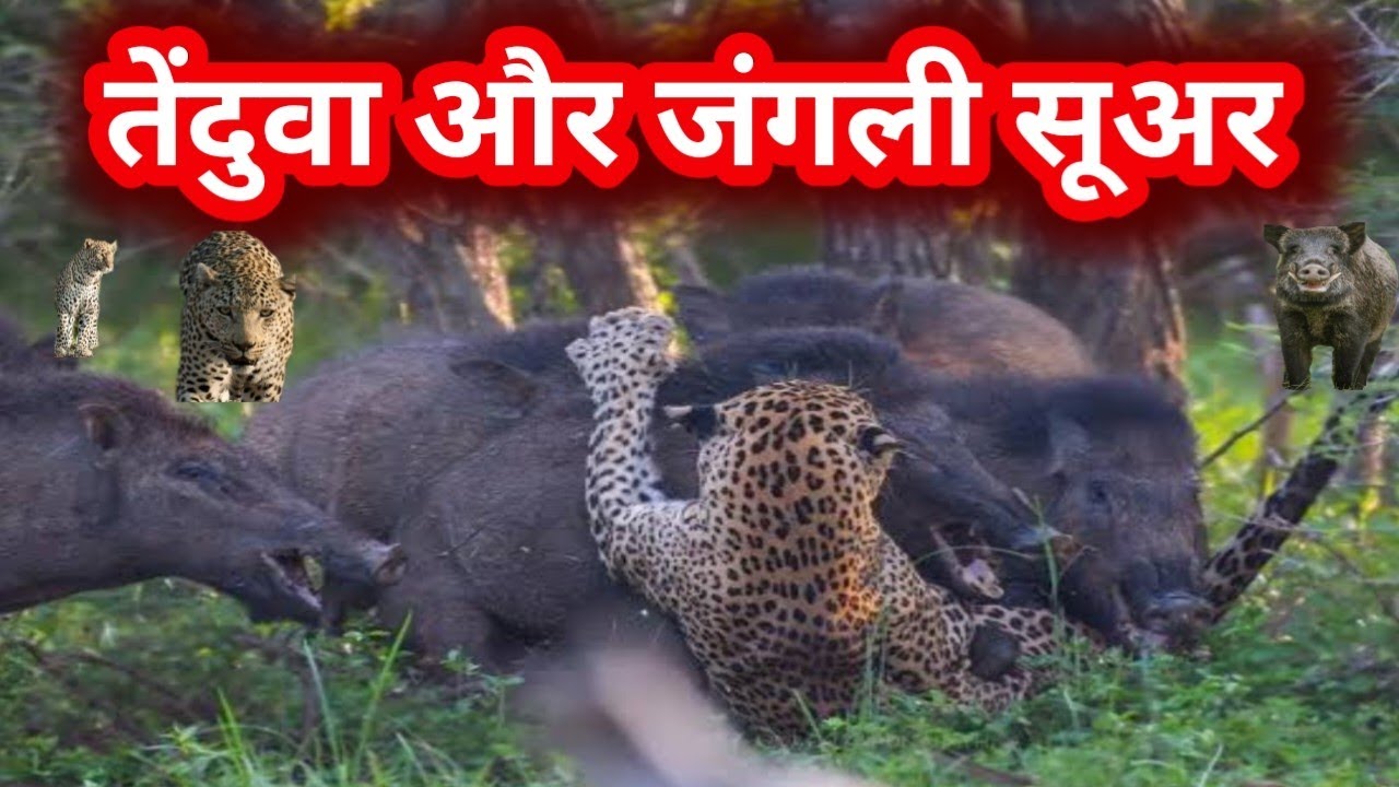 Leopard and Wild Boars destroyed crops