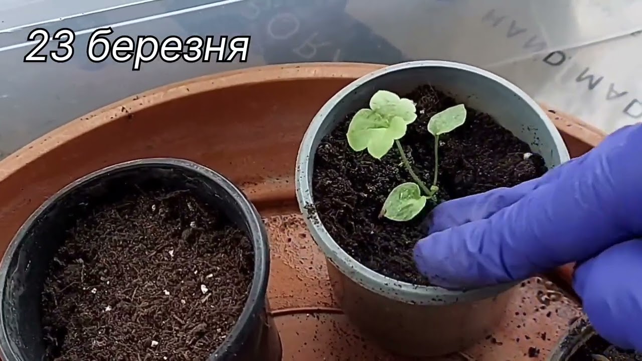 дельфініум🤗 важливі моменти вирощування