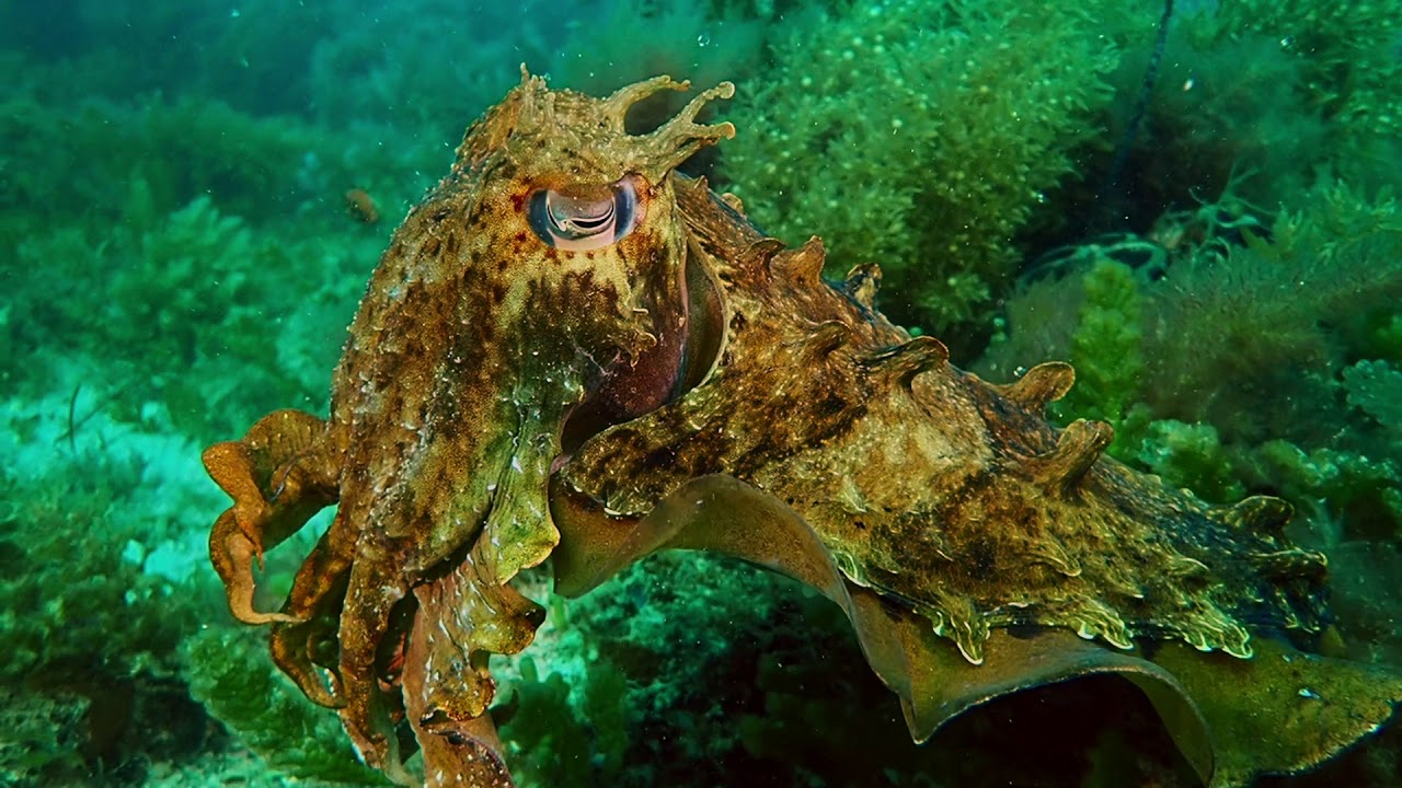 Fremantle and Cottesloe diving